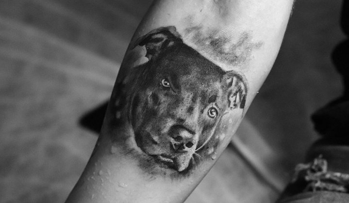 Tatuagem de Pitbull: Significado, Características e Ideias de Tattoos